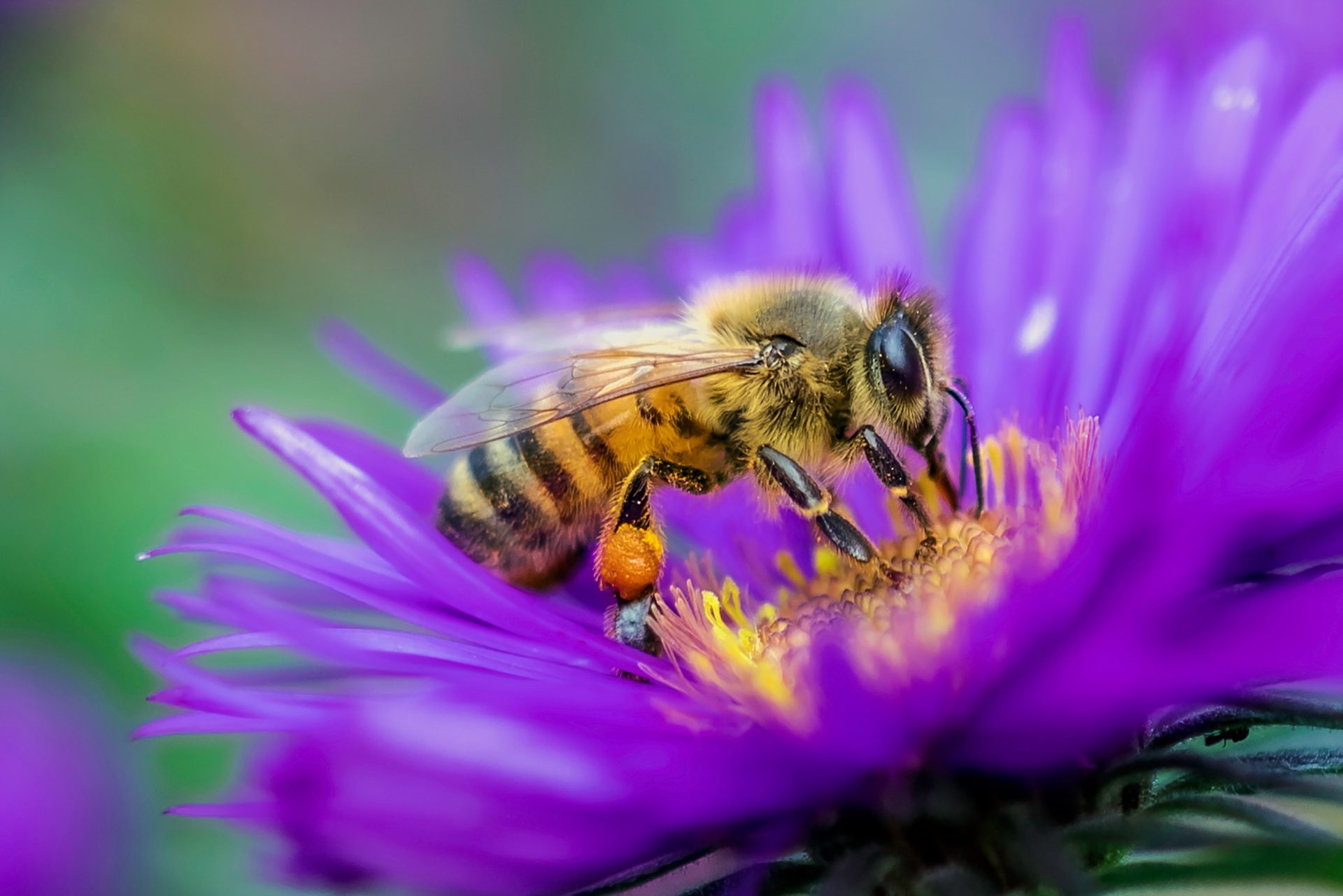 One bee at work on behalf of the collective effort of the hive.