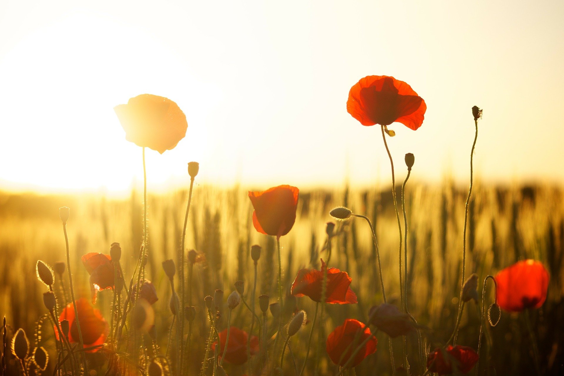 Photo of poppies signifying remembrance